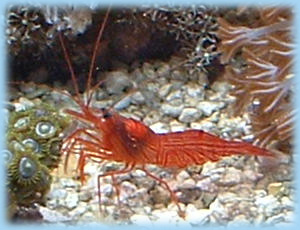 Peppermint shrimp are a frequent addition to a saltwater tank to control aiptasia. Unfortunately, they frequently fail to eat aiptasia. They are an aggressive predator to Berghia nudibranchs.