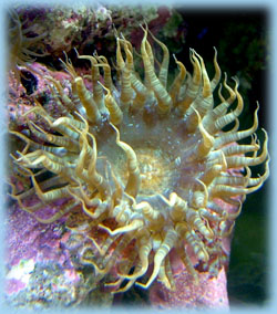 The Aiptasia anemone