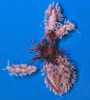 A group of berghia nudibranches eating an aiptasia anemone