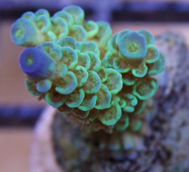 This aquacultured Acropora tenius, or staghorn coral, grows quickly at the bright tips, or axial corallites.