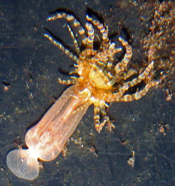 Pictured here is a swimming Aiptasia, which detached its pedal disc from the substrate.