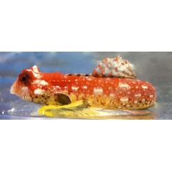 Ruby Red Dragonette Goby (Synchiropus sycorax)