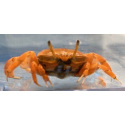 Red Fiddler Crab