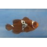 Captive Bred Maroon Clownfish Lightning