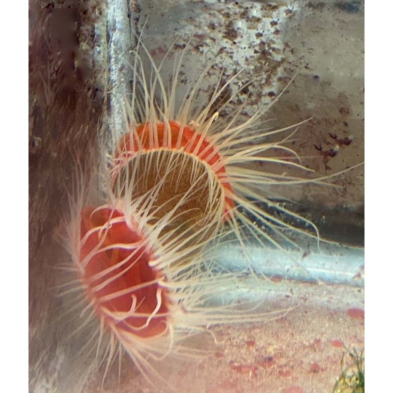 Bright Red White Flame Scallop