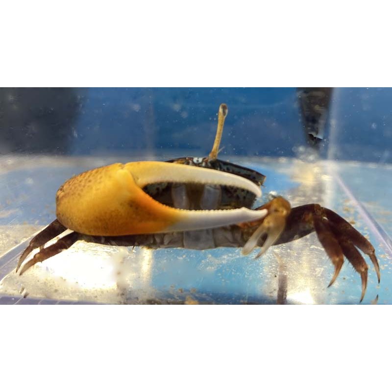 Blue Fiddler Crab