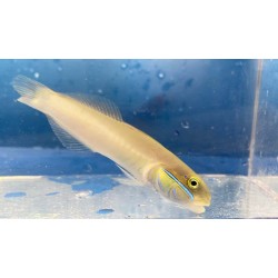 Gold Head Sleeper Goby Fish (Valenciennea strigata)