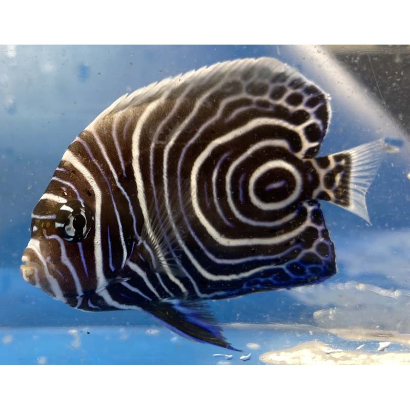 Emperor Angelfish Juvenile (Pomacanthus imperator)