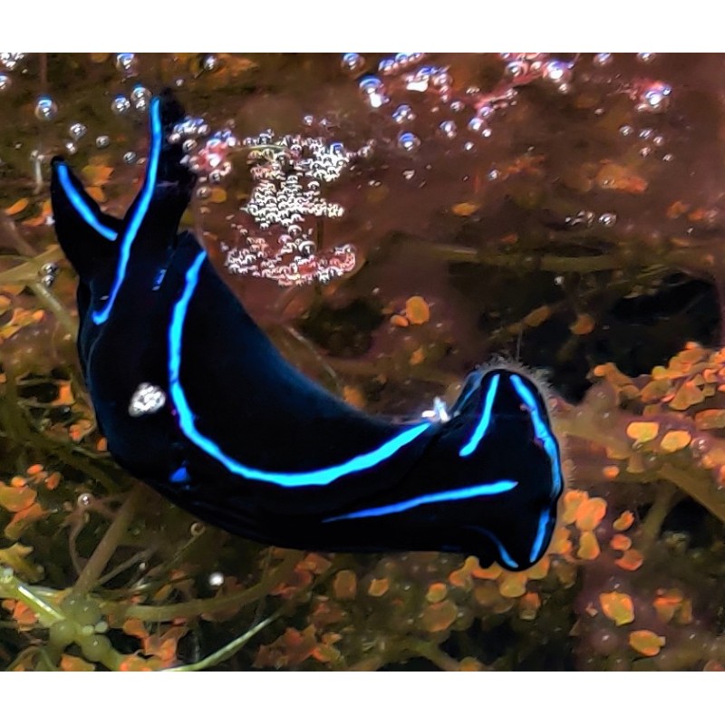 Blue Velvet Nudibranchs  1 to 2 inches