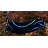 Blue Velvet Nudibranchs  1 to 2 inches 2