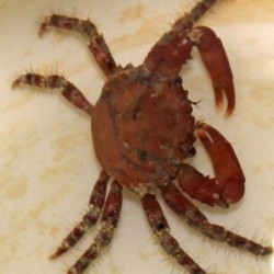 Algae Eating Ruby Red Crab  Mithraculus forceps