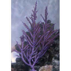 Small Purple Frilly Gorgonian