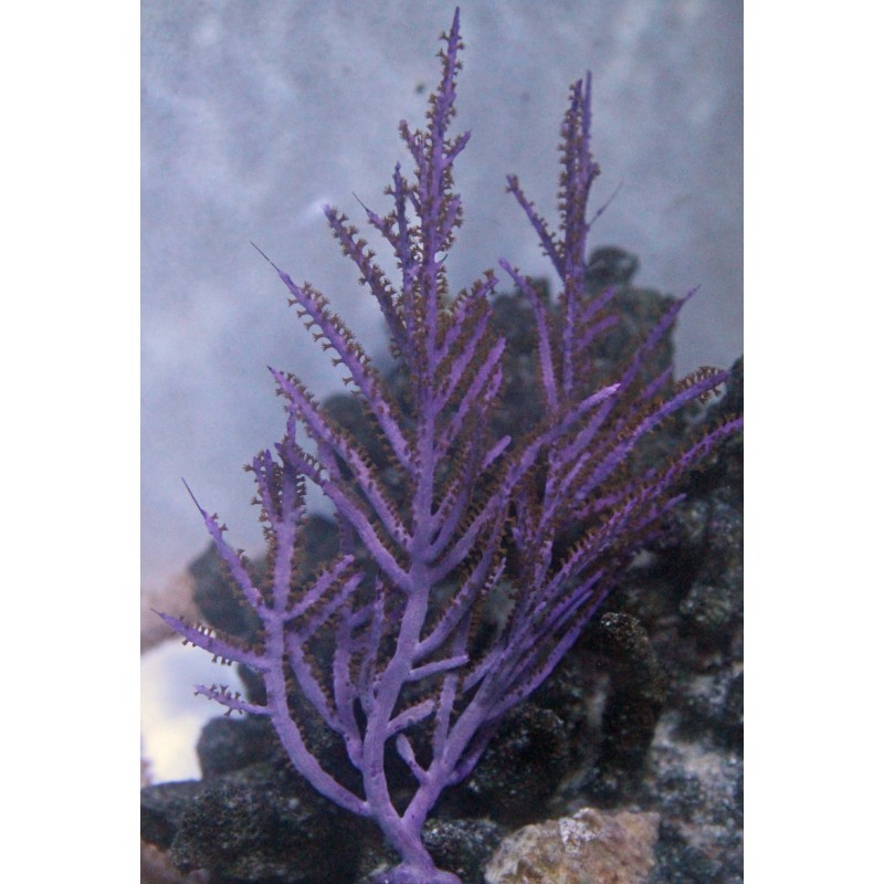 Small Purple Frilly Gorgonian