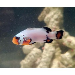 Captive Bred Snowflake Clownfish Flurry (Amphiprion ocellaris)