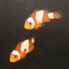 Snowflake Clownfish (Amphiprion ocellaris)