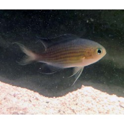 Vanderbilt Chromis (Chromis vanderbuilti) sideview