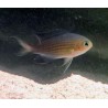 Vanderbilt Chromis (Chromis vanderbuilti) sideview