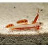 Griessingeri Goby (Discordipinna griessingeri)