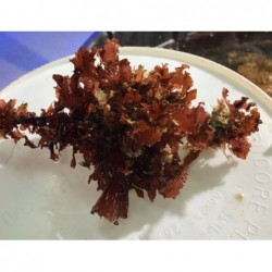 Red Dragon's Tongue Algae (Galaxaura Marginata)