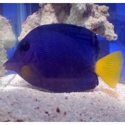 Purple Tang (Zebrasoma xanthurum)