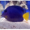 Purple Tang (Zebrasoma xanthurum)