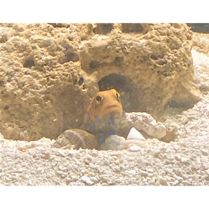 Blue Spot Jawfish (Opistognathus rosenblatti)