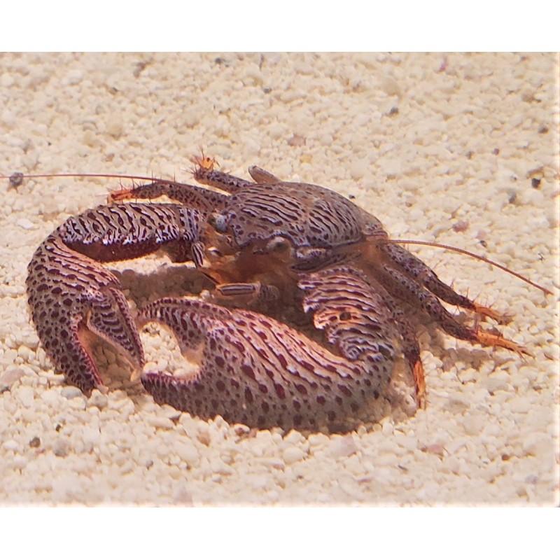 Porcelain Crab (Petrolisthes galathinus)