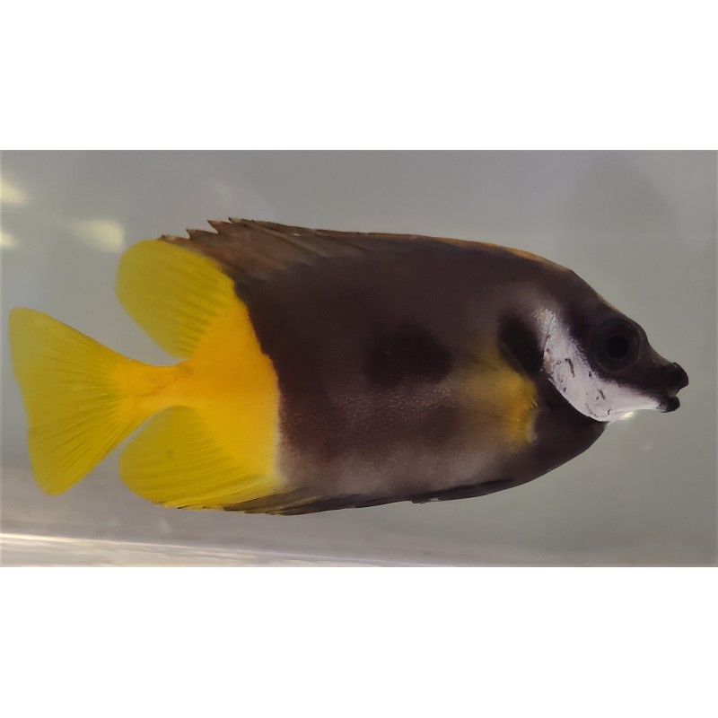 Bicolor Foxface Rabbitfish (Siganus uspi)