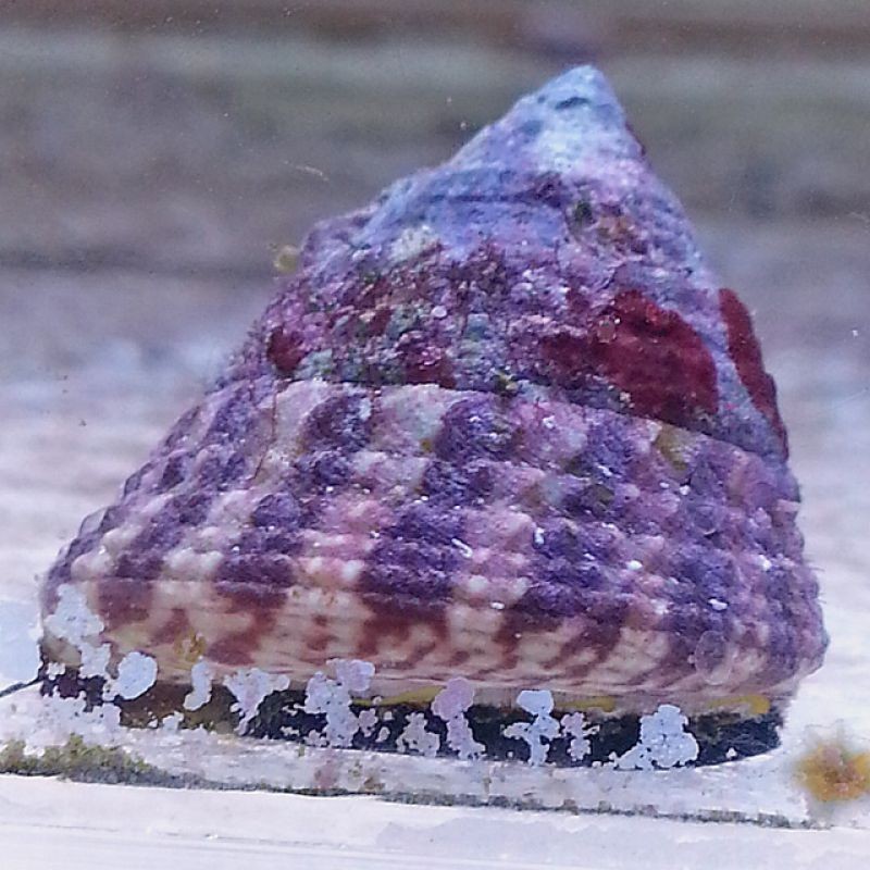 Red Banded Trochus Snail (Trochus sp.) - Salty Underground