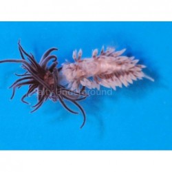 0.5 Inch  High Flow Berghia Nudibranch Quantity 50