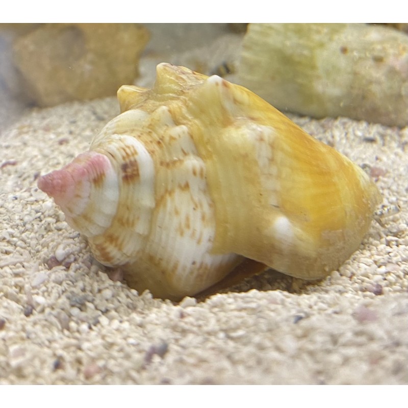 Fighting Conch