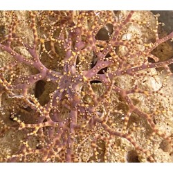 Basket Weaving Starfish (Astrophyton muricatum) 2