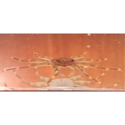 Sallylight Foot Crab (Percnon gibessi)