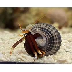 Mexican Red Leg Hermit Crab (Paguristes sp.)