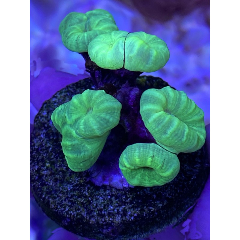 Neon Green Candy Cane 7 Head    C3