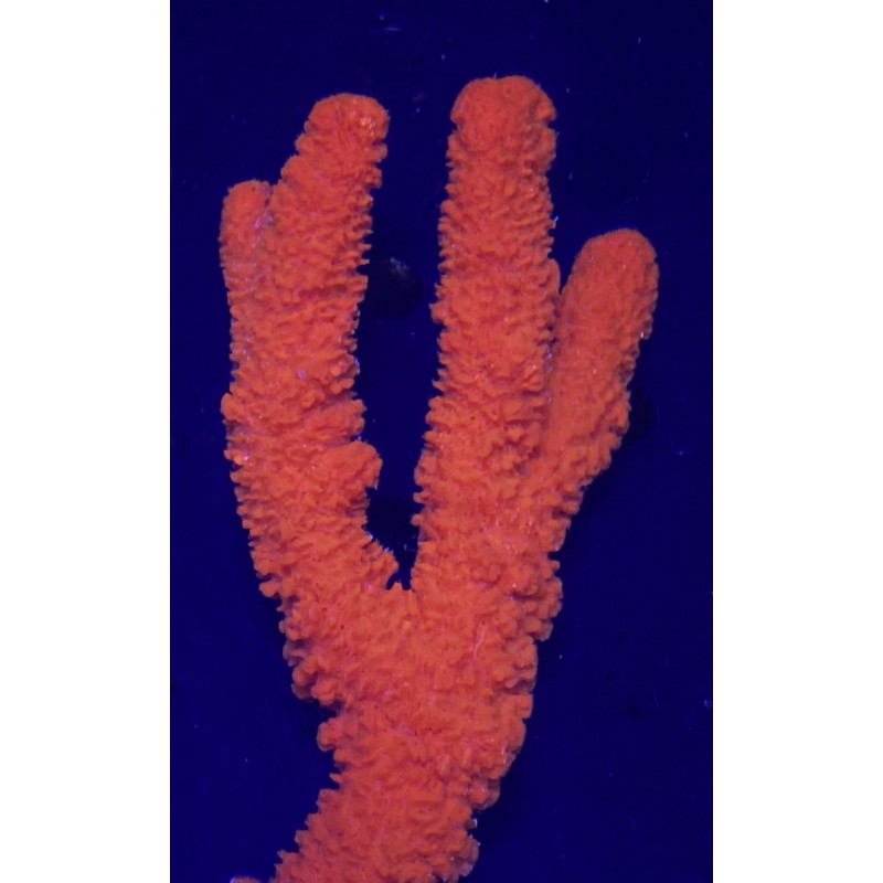 Red / Orange Tree Sponge