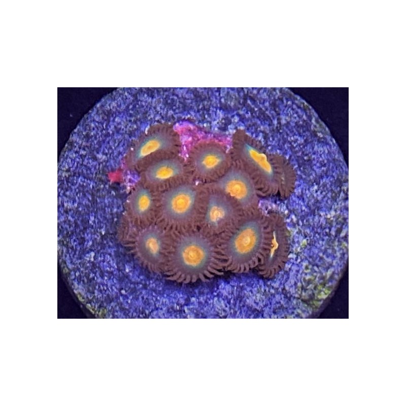 Gatorade Zoanthid