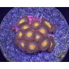 Gatorade Zoanthid