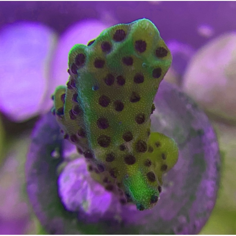 Neon Green Purple Confusa Montipora  frag