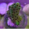 Neon Green Purple Confusa Montipora  frag