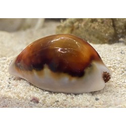 Chestnut Cowrie Snail