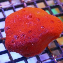 Red Ball Sponge