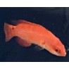 Ruby Finned Fairy Wrasse- Female (Cirrhilabrus rubripinnis)