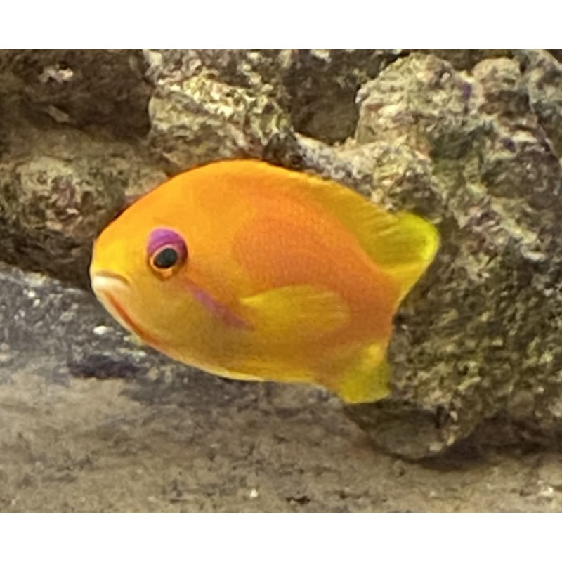orange saltwater fish