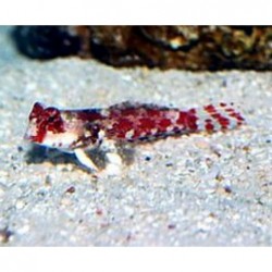 Red Scooter Blenny (Synchiropus ocellatus)