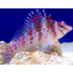 Falco Hawkfish (Cirrhitichthys aprinus)