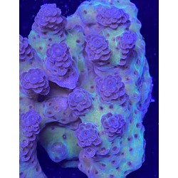 Green Aussie Acropora