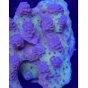 Green Aussie Acropora