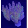 Green Aussie Acropora