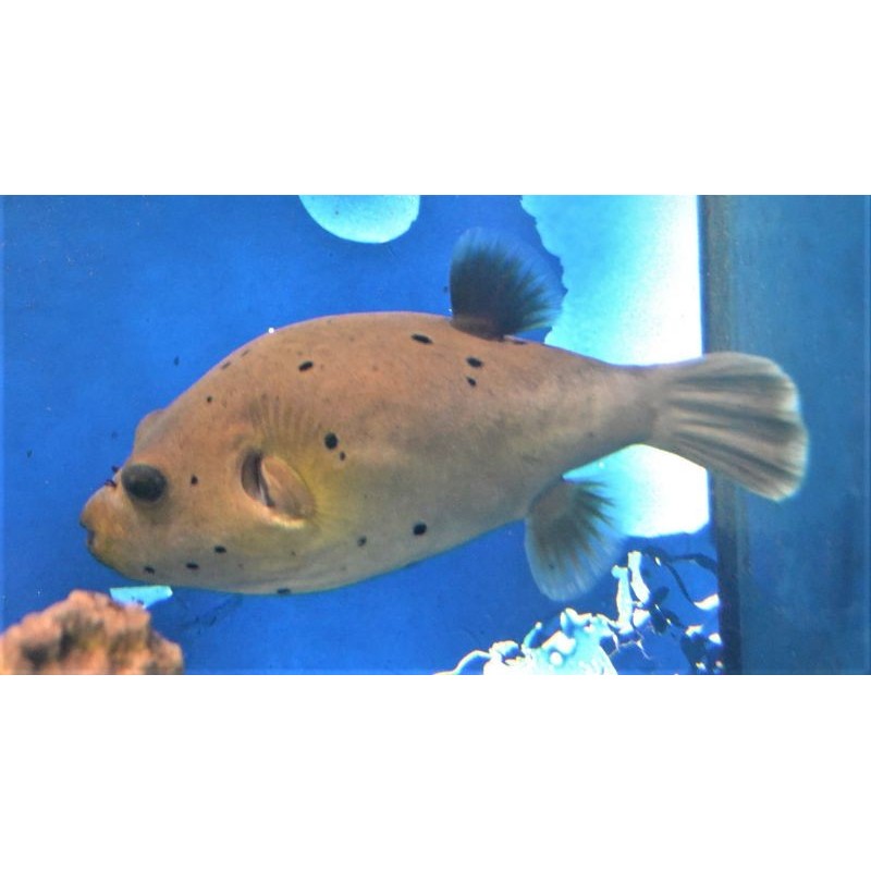 Dog Face Puffer (Arothron nigropunctatus)